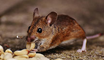 24 Hour & Emergency Exterminators in Fuquay Varina, NC